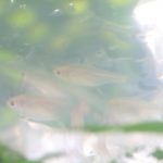 水温合わせ　レモンテトラ